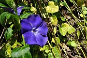 78 Fiori di pervinca